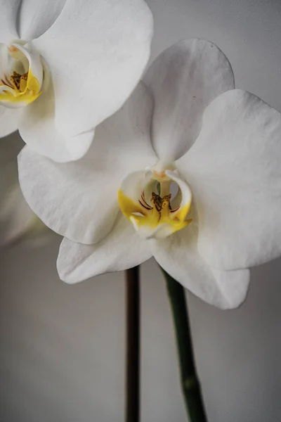 Orchidee Bianche Che Sbocciano Sulla Finestra — Foto Stock