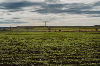 Baharda yeşil tarla ve ufukta karlı yamaçlar
