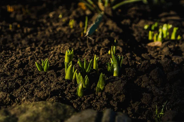 Sprouts Emerge Ground — Stock Photo, Image