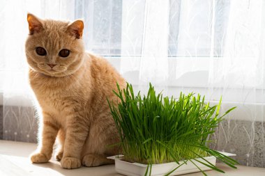 Pencerenin üzerinde oturan İngiliz kedisi ve yanında yeşil çimenli bir konteynır var.