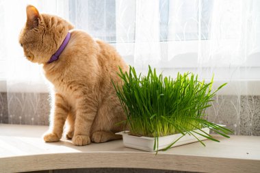 Pencerenin üzerinde oturan İngiliz kedisi ve yanında yeşil çimenli bir konteynır var.