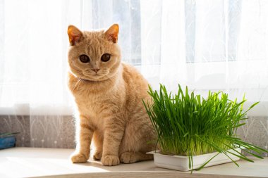 Pencerenin üzerinde oturan İngiliz kedisi ve yanında yeşil çimenli bir konteynır var.