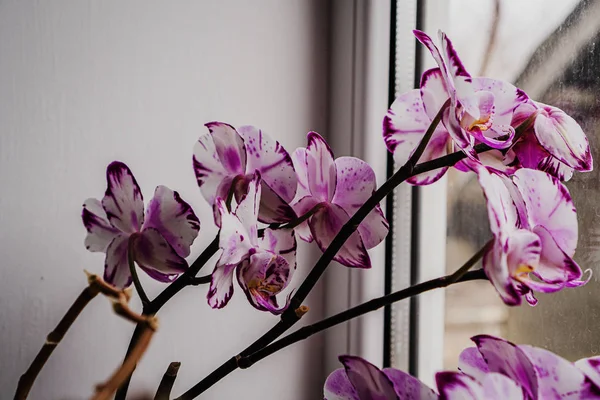 Квітучі Рожеві Орхідеї Вікні — стокове фото