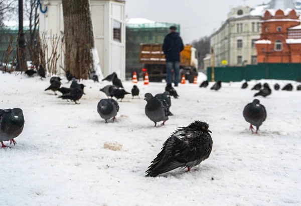 Pombos Estão Sentados Neve — Fotografia de Stock