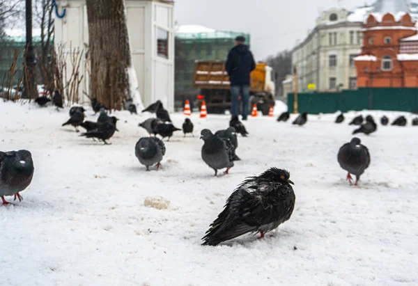 ハトは雪の中に座っていて — ストック写真