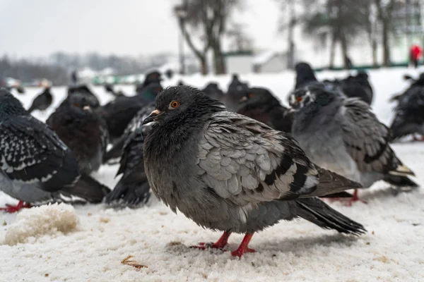 ハトは雪の中に座っていて — ストック写真