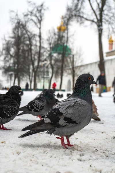 Les Pigeons Sont Assis Dans Neige — Photo