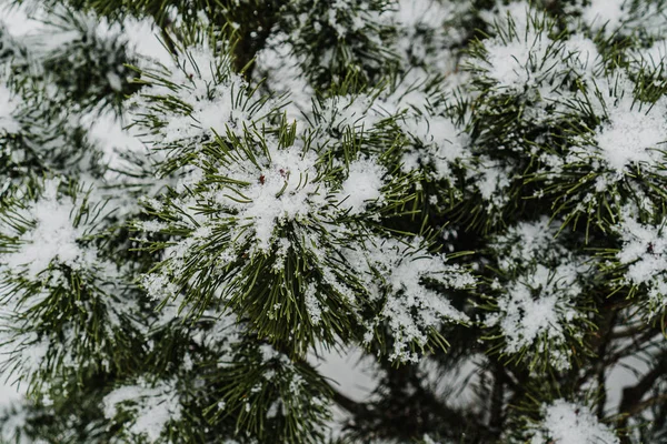 Snow Spruce Branches Winter — Stock Photo, Image