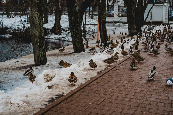 Canards Sur Piste Dans Parc Hiver — Photo