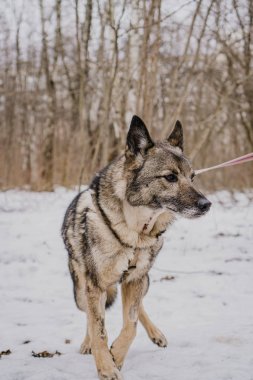 Başıboş bir köpeğin üzgün bakışları
