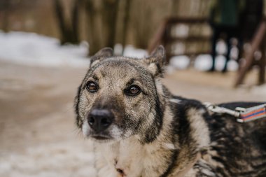 Başıboş bir köpeğin üzgün bakışları