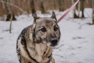 Köpek barınağından yürüyüşe çıkmış sokak köpeği.