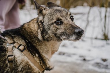 Köpek barınağından yürüyüşe çıkmış sokak köpeği.
