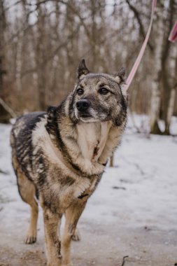 Köpek barınağından yürüyüşe çıkmış sokak köpeği.