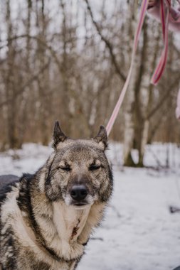 Köpek barınağından yürüyüşe çıkmış sokak köpeği.