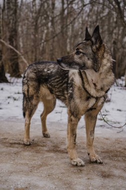 Köpek barınağından yürüyüşe çıkmış sokak köpeği.