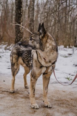 Köpek barınağından yürüyüşe çıkmış sokak köpeği.
