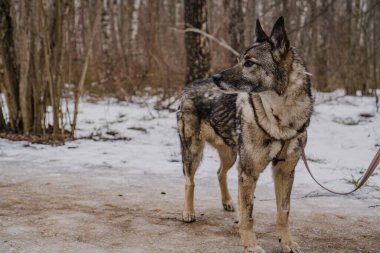Köpek barınağından kaçan sokak köpeği.