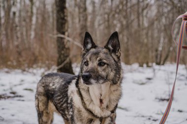 Köpek barınağından kaçan sokak köpeği.