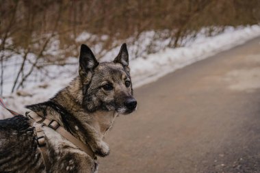 Köpek barınağından kaçan sokak köpeği.