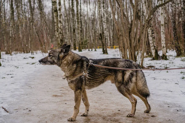 Perro Callejero Refugio Para Perros Para Dar Paseo —  Fotos de Stock