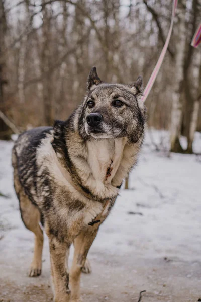 Kóbor Kutya Egy Kutyamenhelyről Sétálni — Stock Fotó