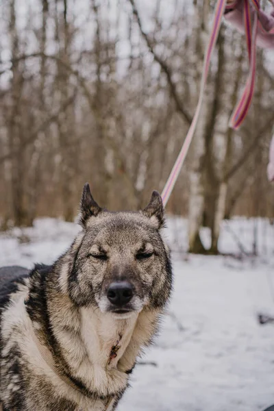 Kóbor Kutya Egy Kutyamenhelyről Sétálni — Stock Fotó
