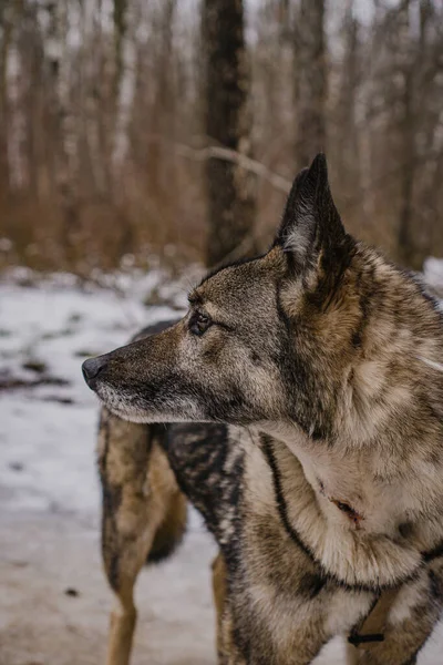 Cão Vadio Abrigo Cão Para Passeio — Fotografia de Stock