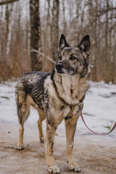 Köpek barınağından kaçan sokak köpeği.