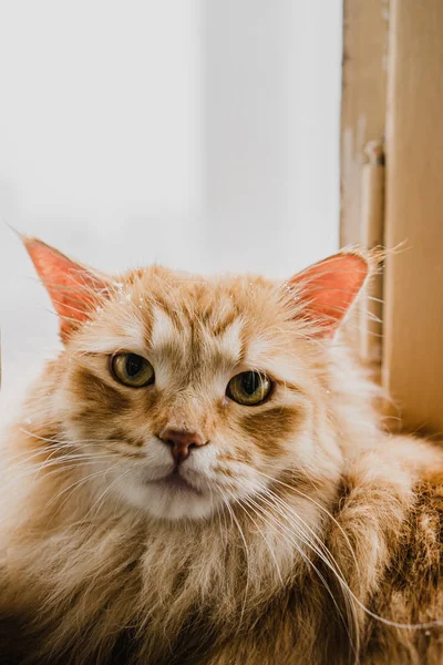 绿眼睛的红毛猫 — 图库照片