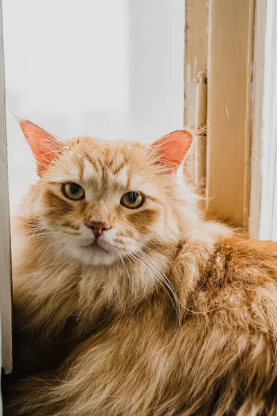 绿眼睛的红毛猫 — 图库照片