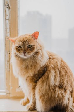 Kırmızı tüylü kedi pencerede oturuyor.