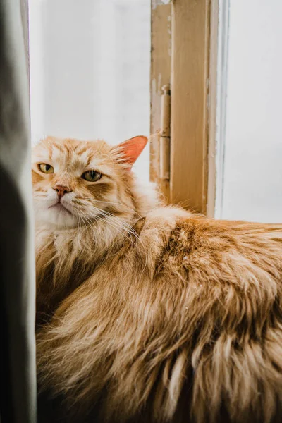 Röd Fluffig Katt Ligger Fönstret — Stockfoto