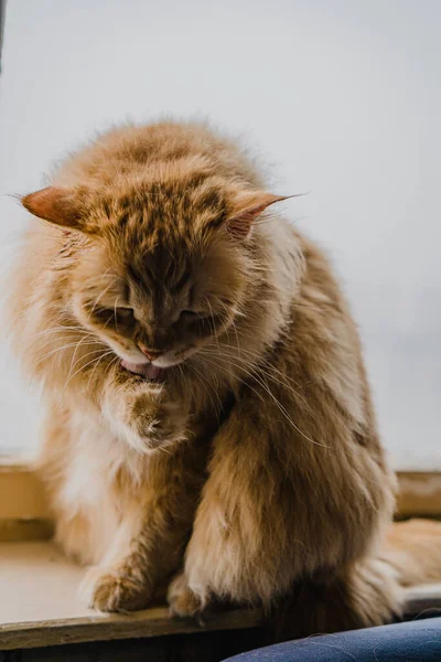 Röd Fluffig Katt Tvättar Sig Fönstret — Stockfoto