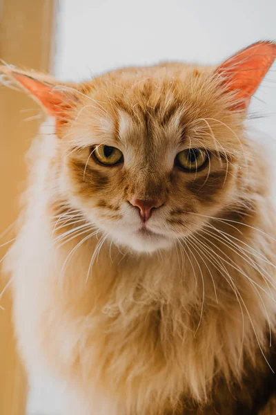 Rote Flauschige Katze Mit Grünen Augen — Stockfoto