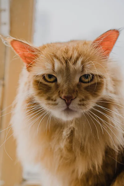 Chat Pelucheux Rouge Aux Yeux Verts — Photo