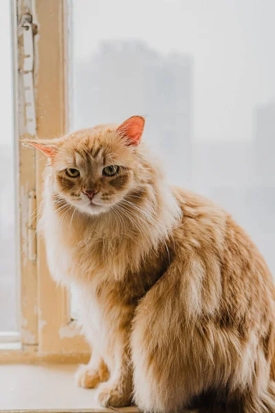 Röd Fluffig Katt Sitter Fönstret — Stockfoto