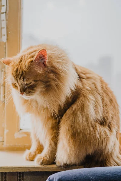 赤いふわふわの猫が窓の上に座っている — ストック写真