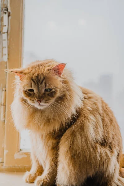 Kırmızı Tüylü Kedi Pencerede Oturuyor — Stok fotoğraf