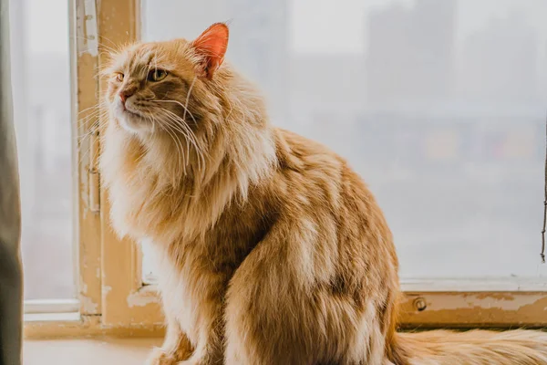 Červená Chlupatá Kočka Sedí Okně — Stock fotografie