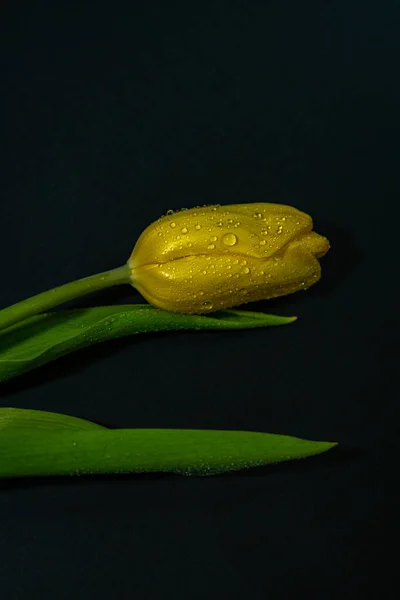 Yellow tulips with raindrops on a black background — Stock Image Yellow Tulips Raindrops Black Background Royalty Free Stock Photos