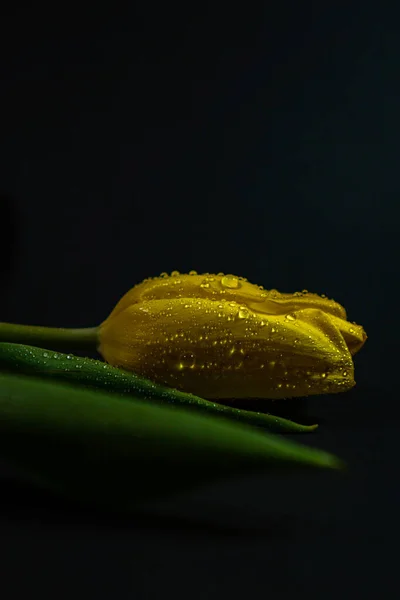 Yellow tulips with raindrops on a black background — Stock Image Yellow Tulips Raindrops Black Background Stock Photo