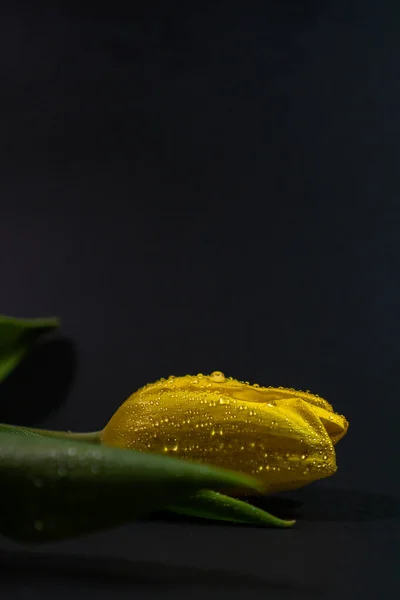 Yellow tulip with raindrops on a black background — Stock Image Yellow Tulip Raindrops Black Background Royalty Free Stock Images