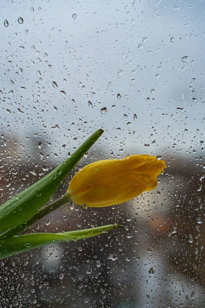 Tulipa Amarela Vidro Com Gotas Chuva — Fotografia de Stock