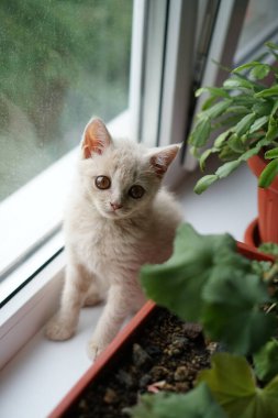 Açık renkli bir İngiliz soyundan küçük bir kedi yavrusu pencere kenarında oturur.