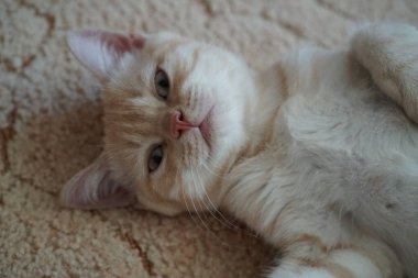 İskoç cins kırmızı kedi yavrusu kanepeye oturur ve şeytan gibi görünür.