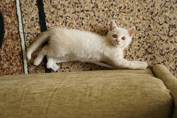 床には英国種のライトカラーの小さな子猫が横たわっています — ストック写真