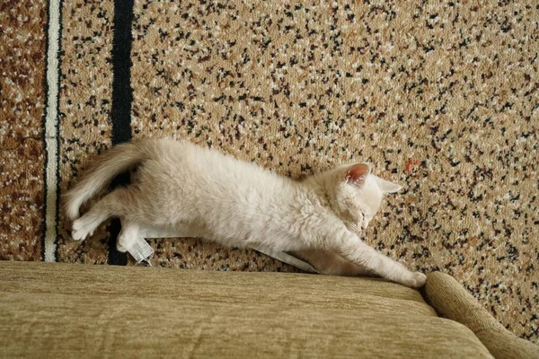 Small Kitten British Breed Light Color Lies Floor — Stock Photo, Image