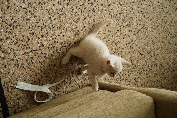 Small Kitten British Breed Light Color Lies Floor — Stock Photo, Image