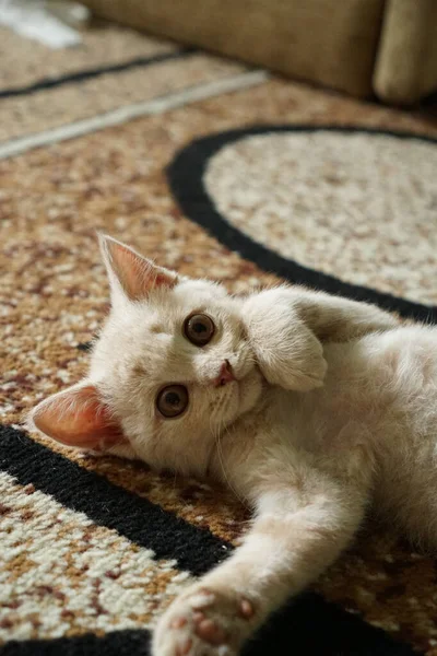 Pequeno Gatinho Raça Britânica Cor Clara Encontra Chão — Fotografia de Stock
